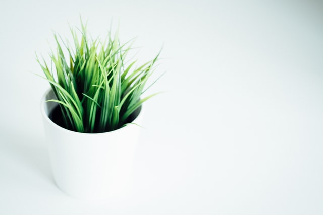 Green leafed indoor plant in white vase